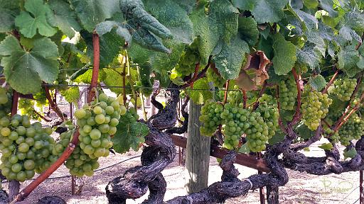 2014-08-10 17.17.38.tif - Grapes, White